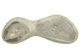 Fossil Capelin Fish (Mallotus) Nodule - Canada #242452-1